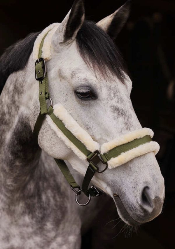CAVEZZA MARQUESS BO 1