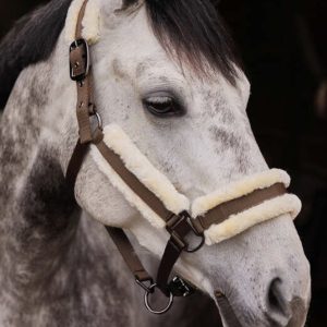 CAVEZZA MARQUESS NOCE 1
