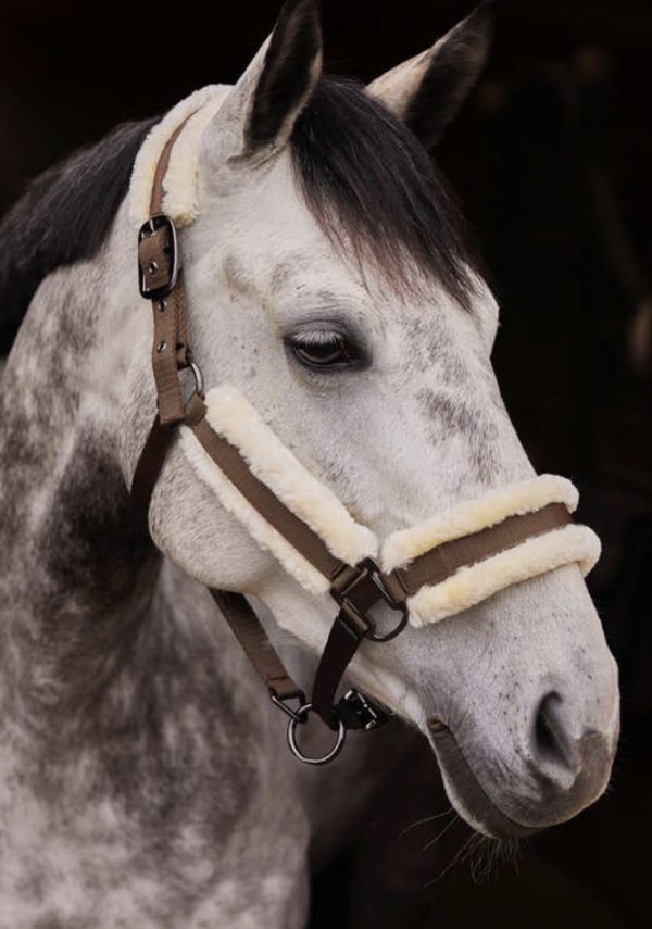 CAVEZZA MARQUESS NOCE 1